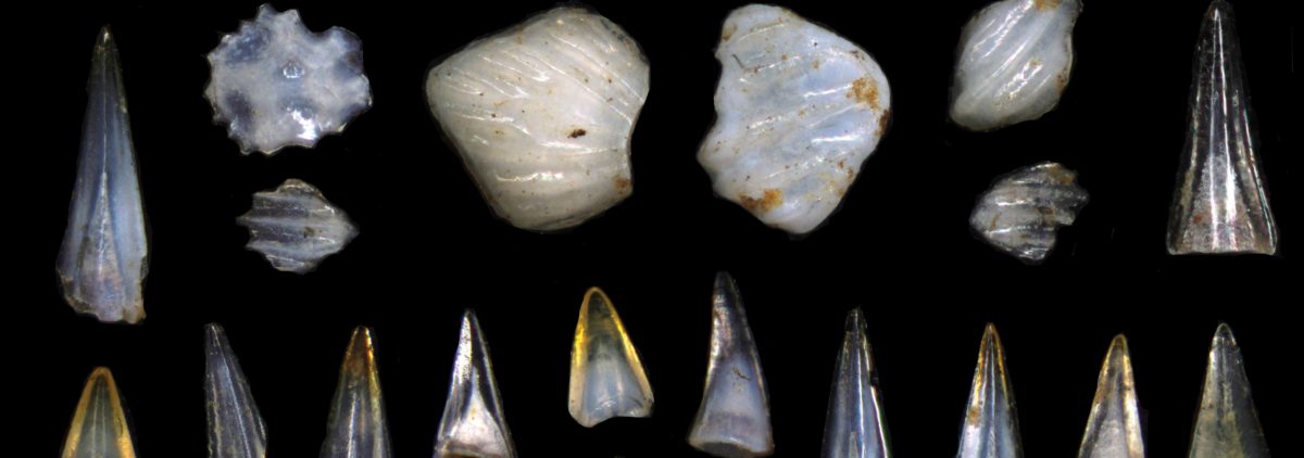 An array of microfossil fish teeth and shark scales on a black background